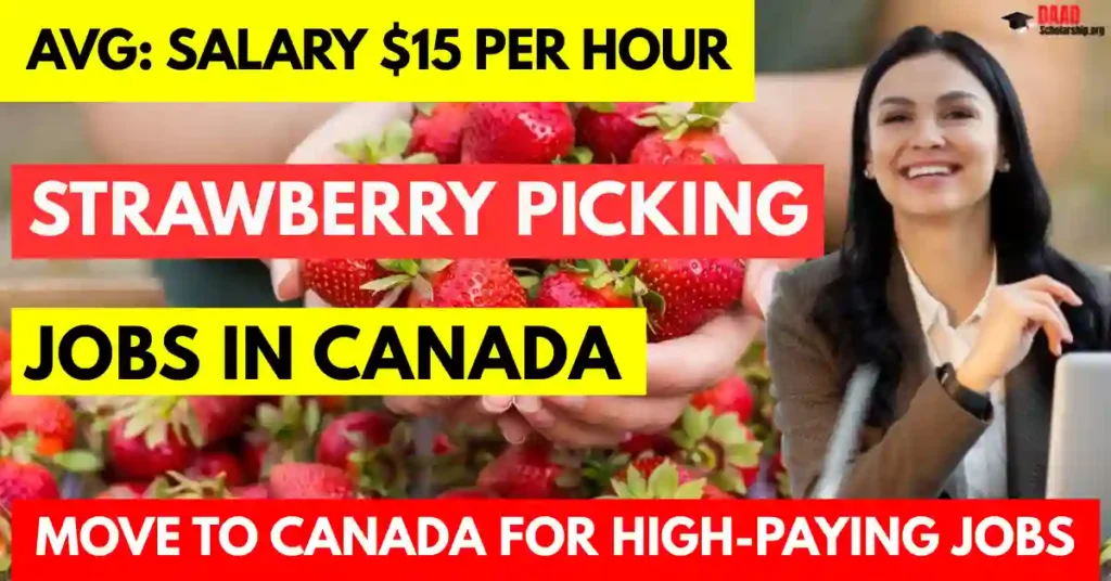 Strawberry Picking Jobs in Canada with Visa Sponsorship 2025: Salary $15 Per Hour