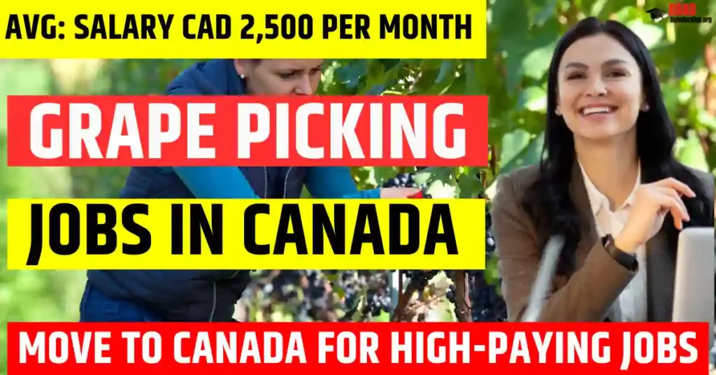 Canada Grape Picking Jobs – 200 Visa-Sponsored in 2025 | Salary CAD 2,500 Per Month