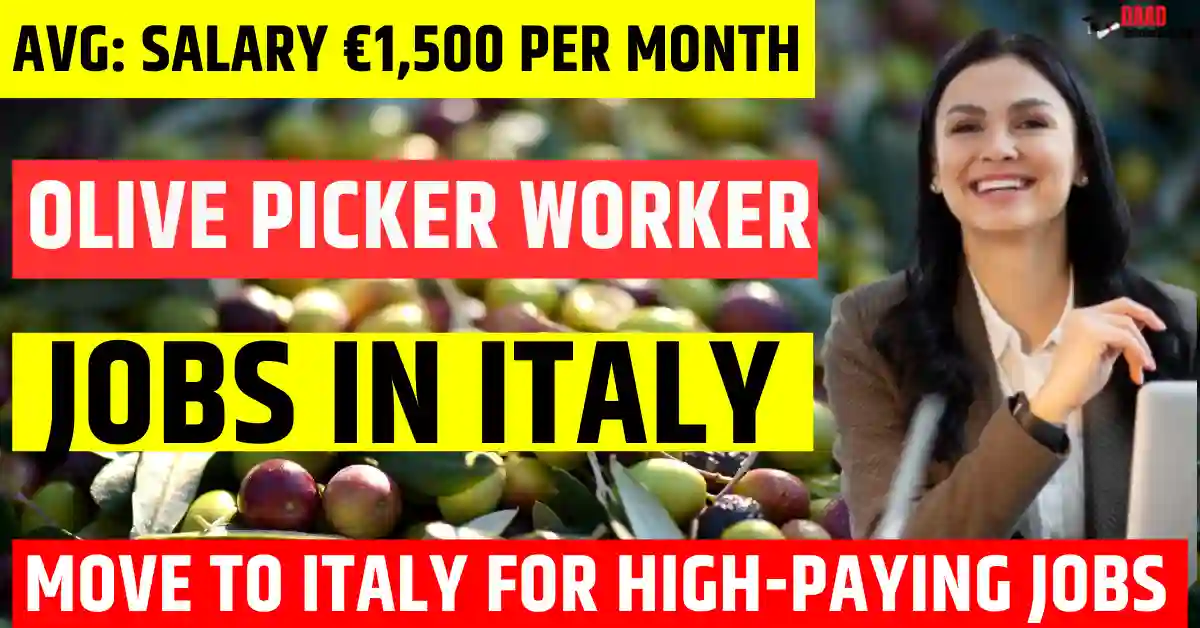 Italy Olive Picker Jobs – 150 Free Visa Sponsorship in 2025 | Salary €1,500 Per Month