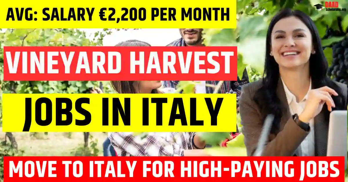 Italy Vineyard Harvest Jobs – 150 Jobs Open to Foreigners in 2025 | Salary €2,200 Per Month
