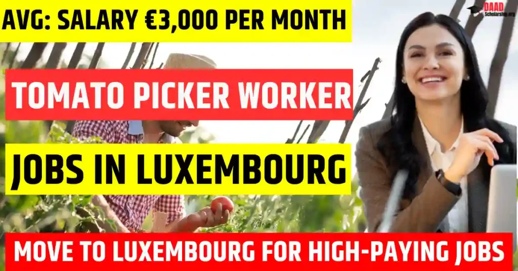 Luxembourg Tomato Picker Workers Jobs – 200 Visa-Sponsored in 2025 | Salary €3,000 Per Month