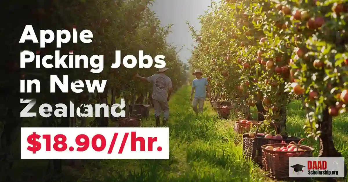 Apple Picking Jobs in New Zealand 2025 | $18.90/hr | Visa Sponsorship for Foreigners | Blenheim, Marlborough